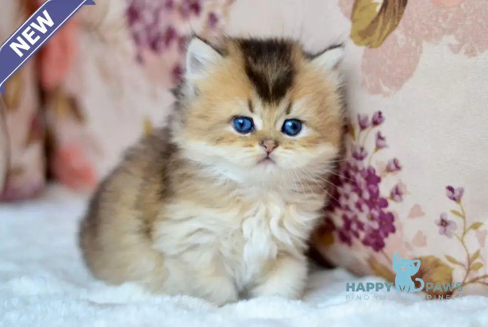 Fluffy British Longhair male black golden ticked tabby live animals