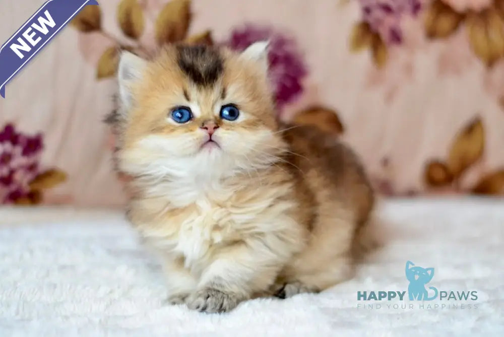 Fluffy British Longhair male black golden ticked tabby live animals