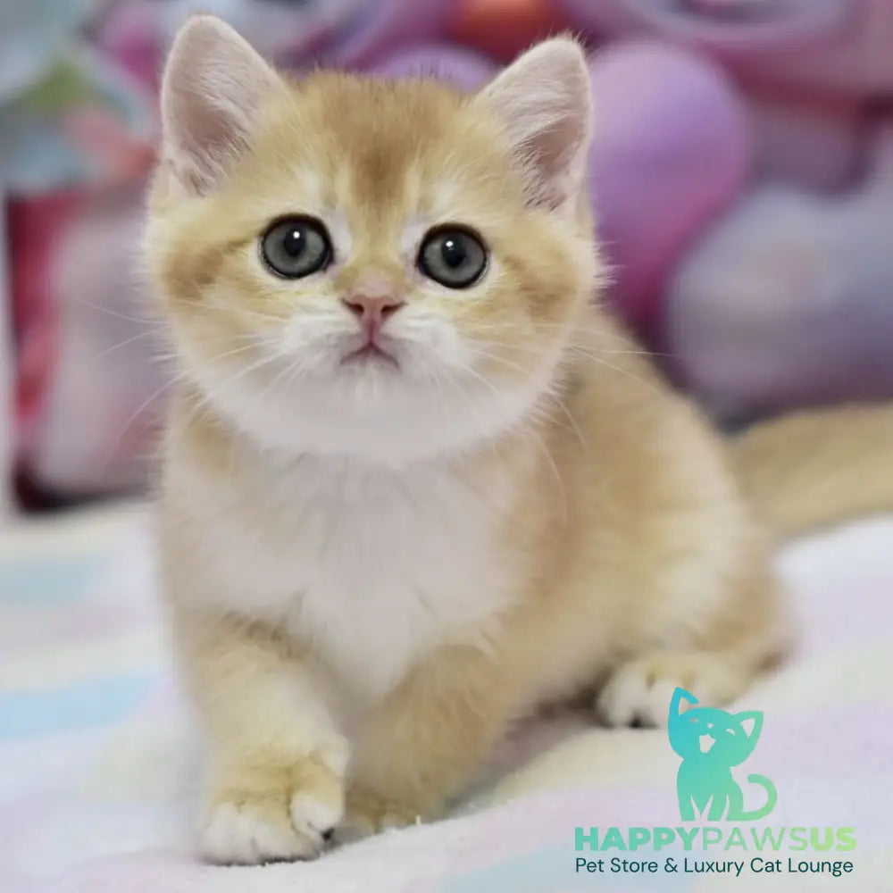 Fluffy British Shorthair female black golden chinchilla - live animals