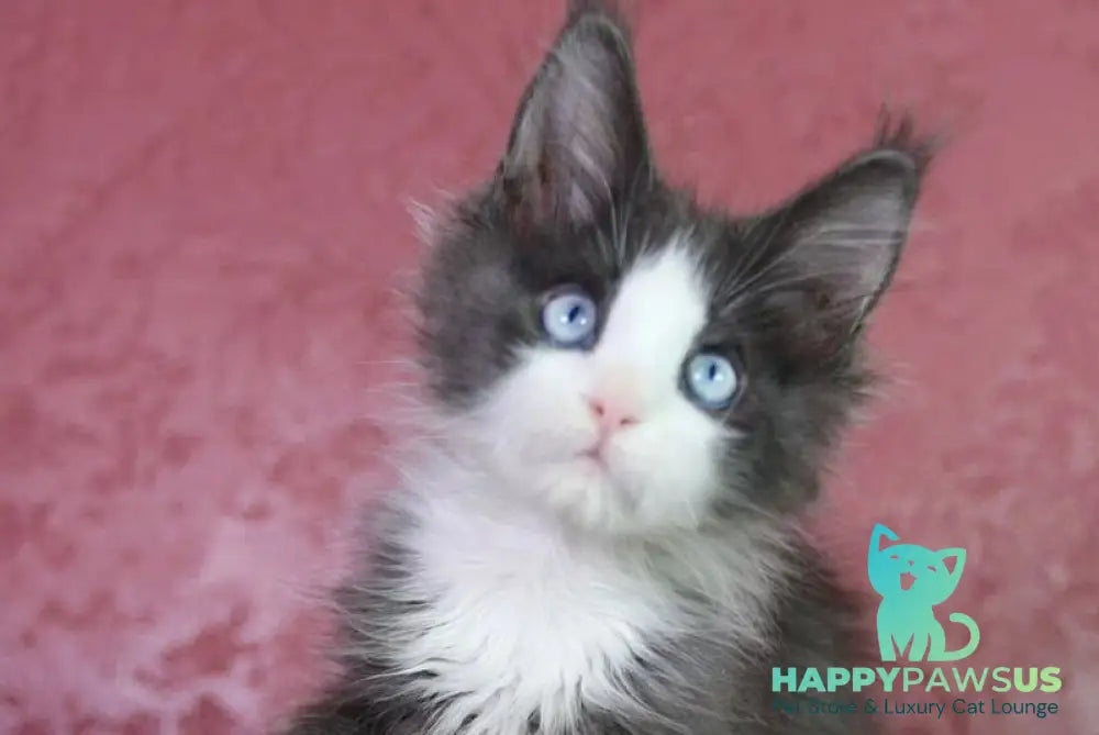 Fluffy Maine Coon male blue bicolour - live animals