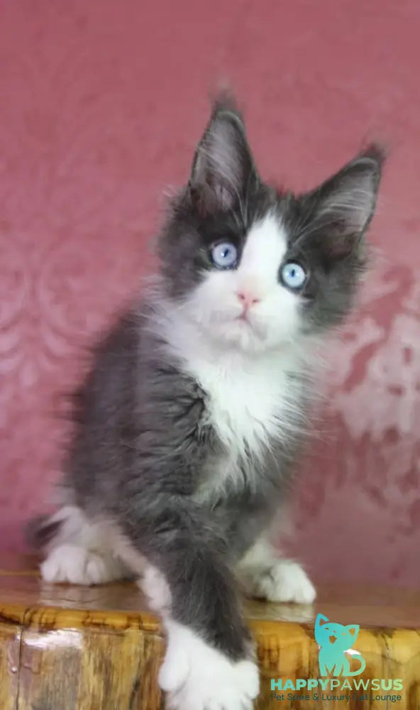 Fluffy Maine Coon male blue bicolour - live animals
