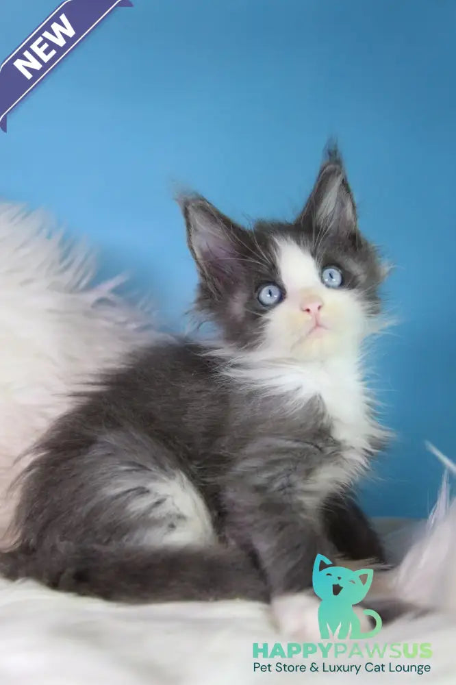 Fluffy Maine Coon male blue bicolour - live animals