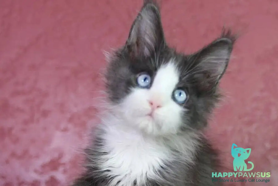 Fluffy Maine Coon male blue bicolour - live animals