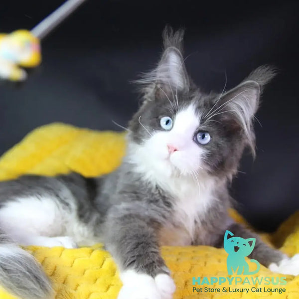 Fluffy Maine Coon male blue bicolour - live animals