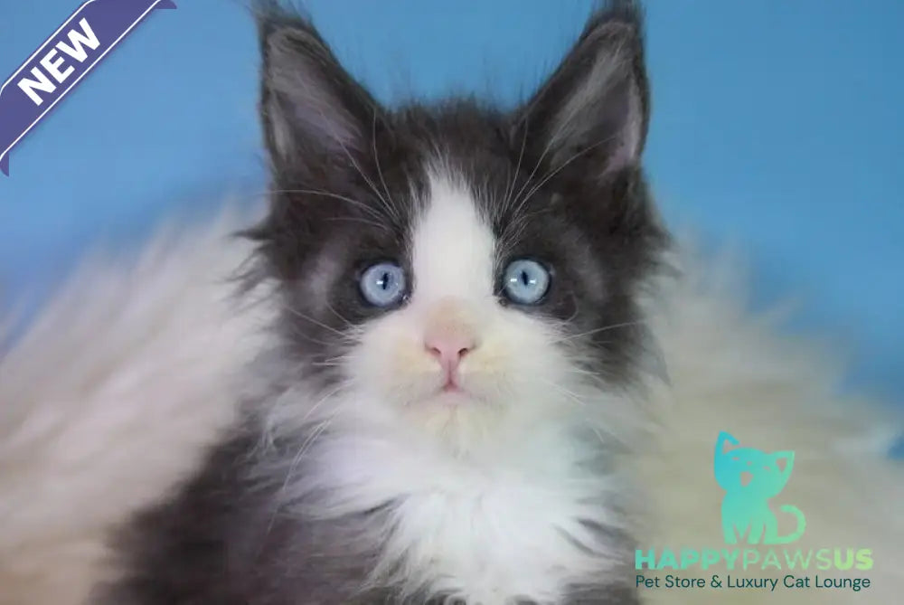 Fluffy Maine Coon male blue bicolour - live animals