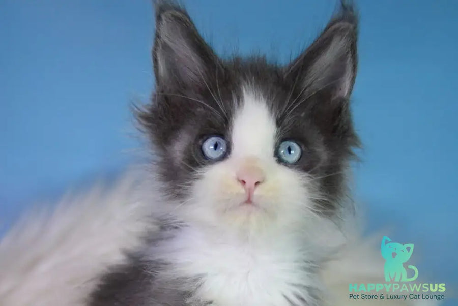 Fluffy Maine Coon male blue bicolour - live animals