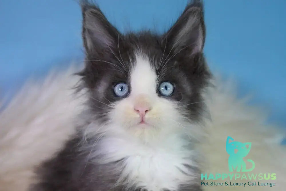 Fluffy Maine Coon male blue bicolour - live animals