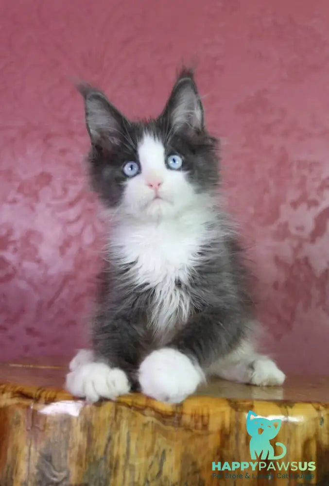Fluffy Maine Coon male blue bicolour - live animals