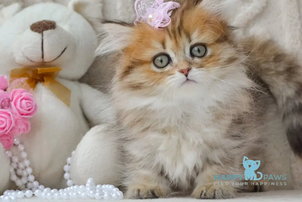 Fluffy Munchkin female black golden spotted tabby live animals