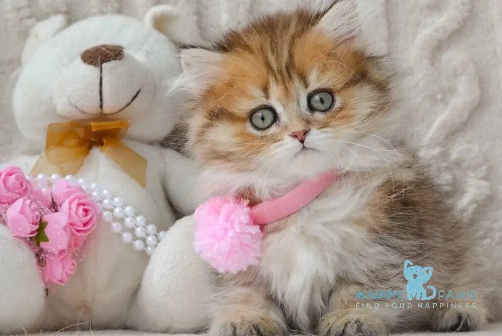 Fluffy Munchkin female black golden spotted tabby live animals