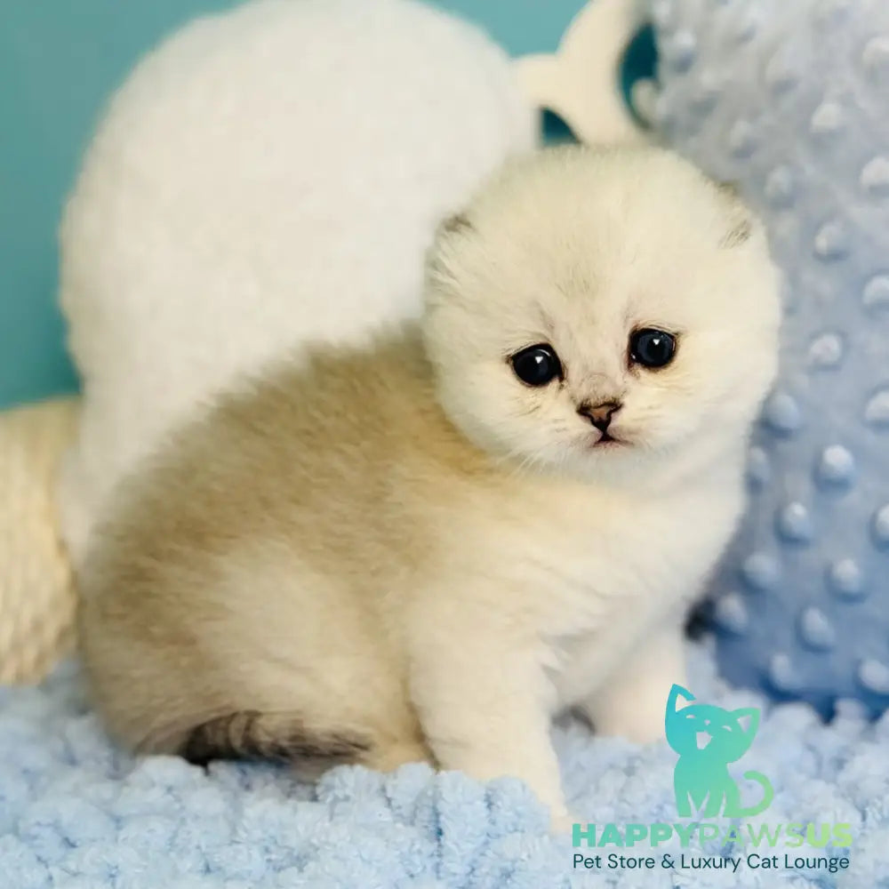 Fluffy Scottish Fold female black silver shaded - live animals