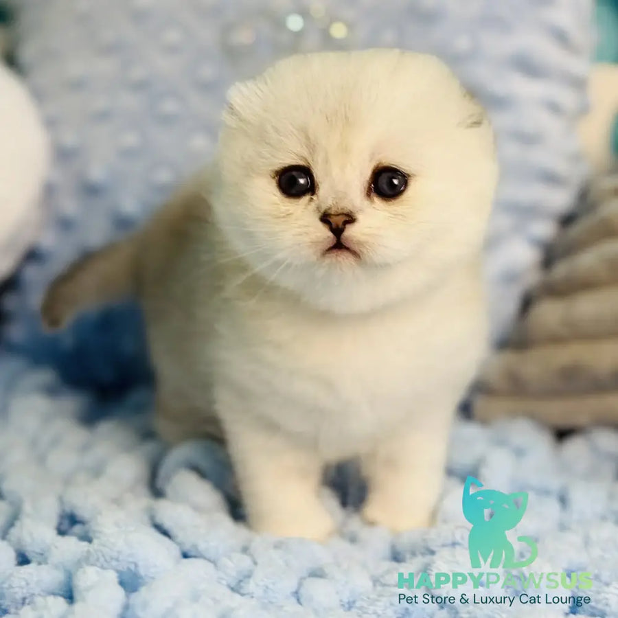 Fluffy Scottish Fold female black silver shaded - live animals