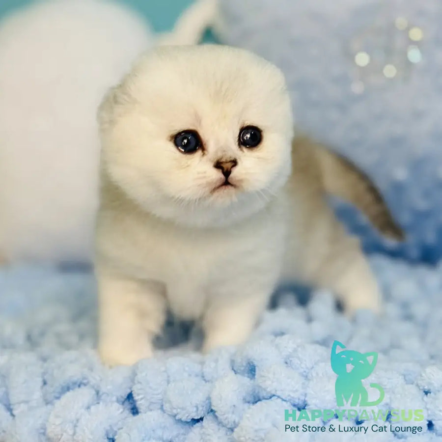 Fluffy Scottish Fold female black silver shaded - live animals
