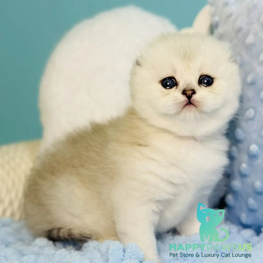 Fluffy Scottish Fold female black silver shaded - live animals