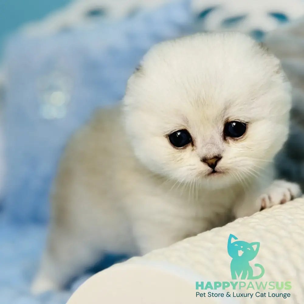 Fluffy Scottish Fold female black silver shaded - live animals
