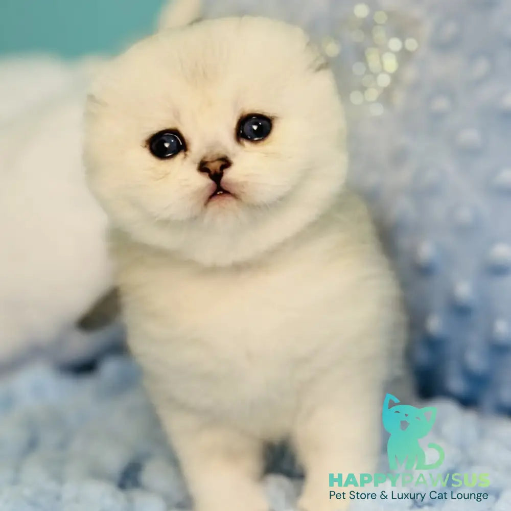 Fluffy Scottish Fold female black silver shaded - live animals