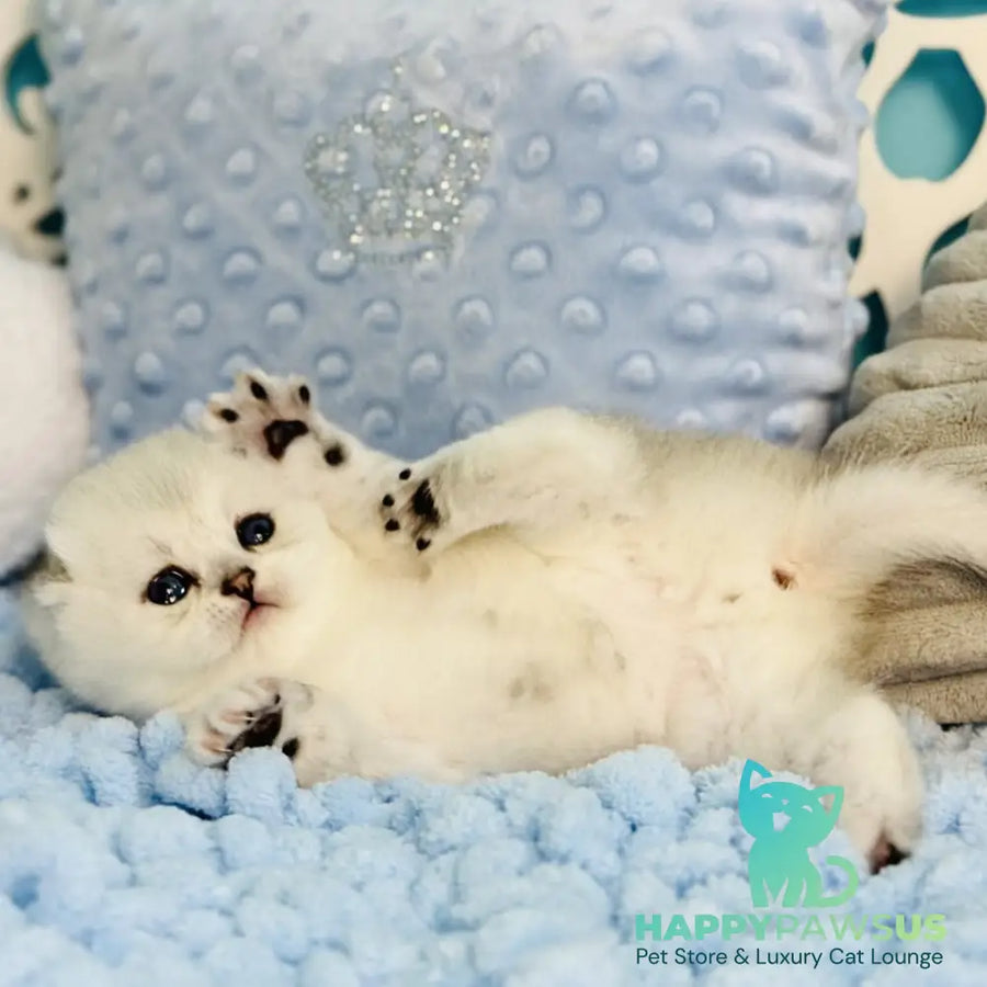 Fluffy Scottish Fold female black silver shaded - live animals
