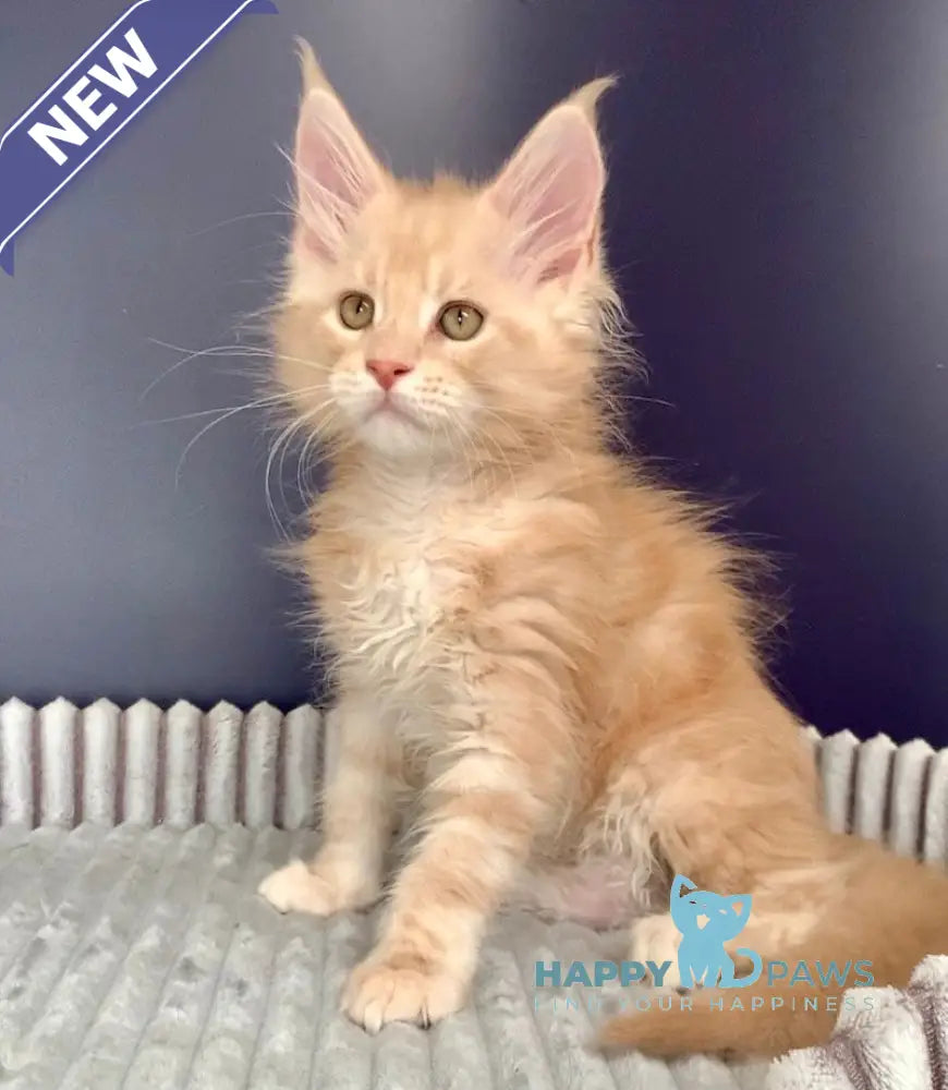 Foks Maine Coon male red silver tabby live animals