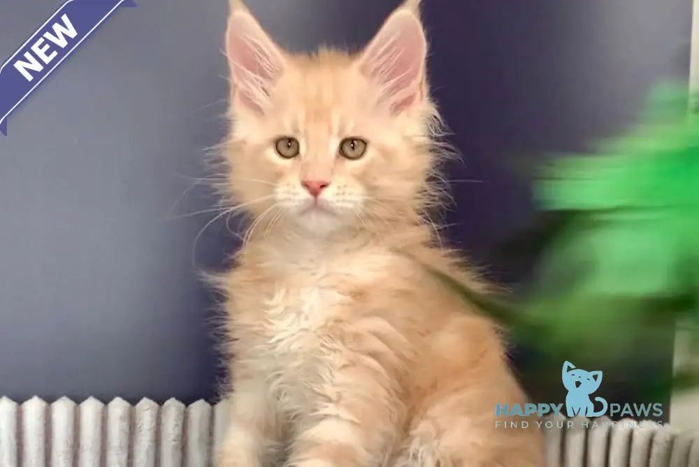Foks Maine Coon male red silver tabby live animals