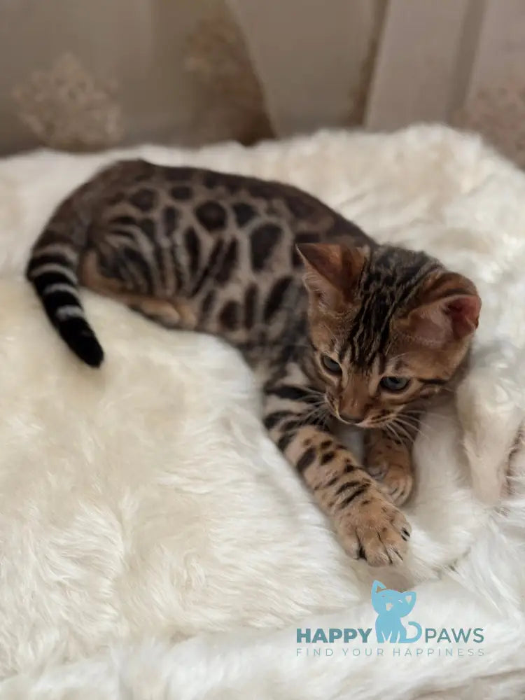 Made Bengal male black spotted tabby live animals