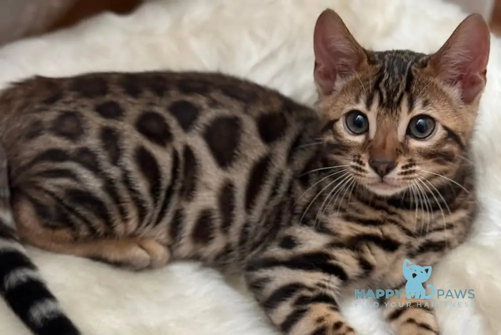 Made Bengal male black spotted tabby live animals
