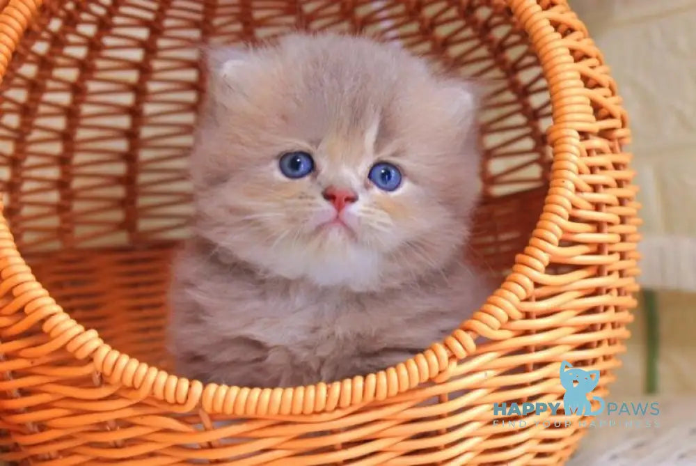 Foma British Longhair male lilac golden ticked tabby live animals