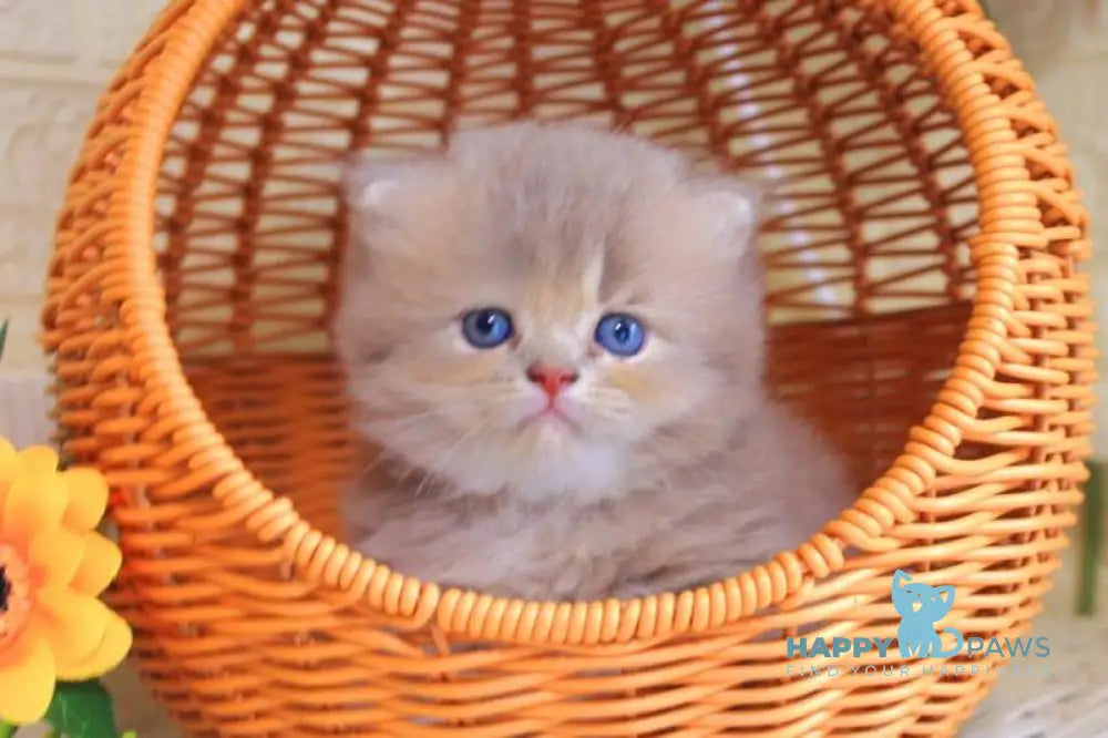 Foma British Longhair male lilac golden ticked tabby live animals