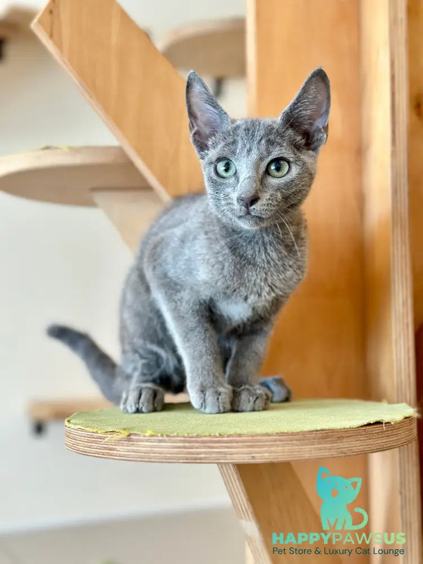 Foma - Formium Russian Blue male blue - live animals