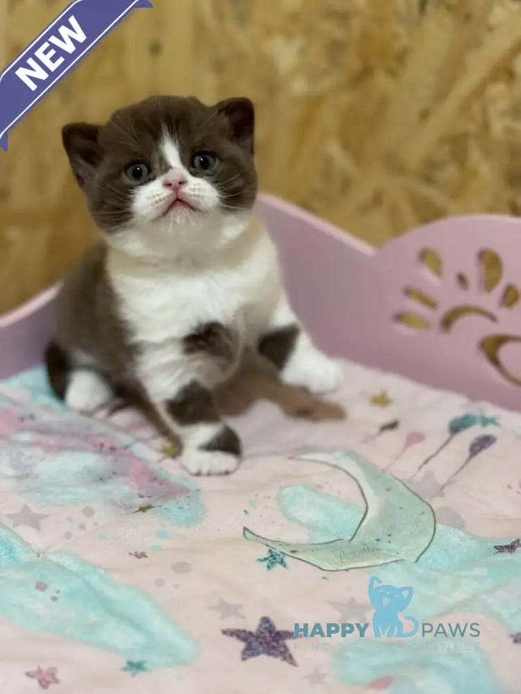 Forbes British Shorthair male chocolate bicolour live animals