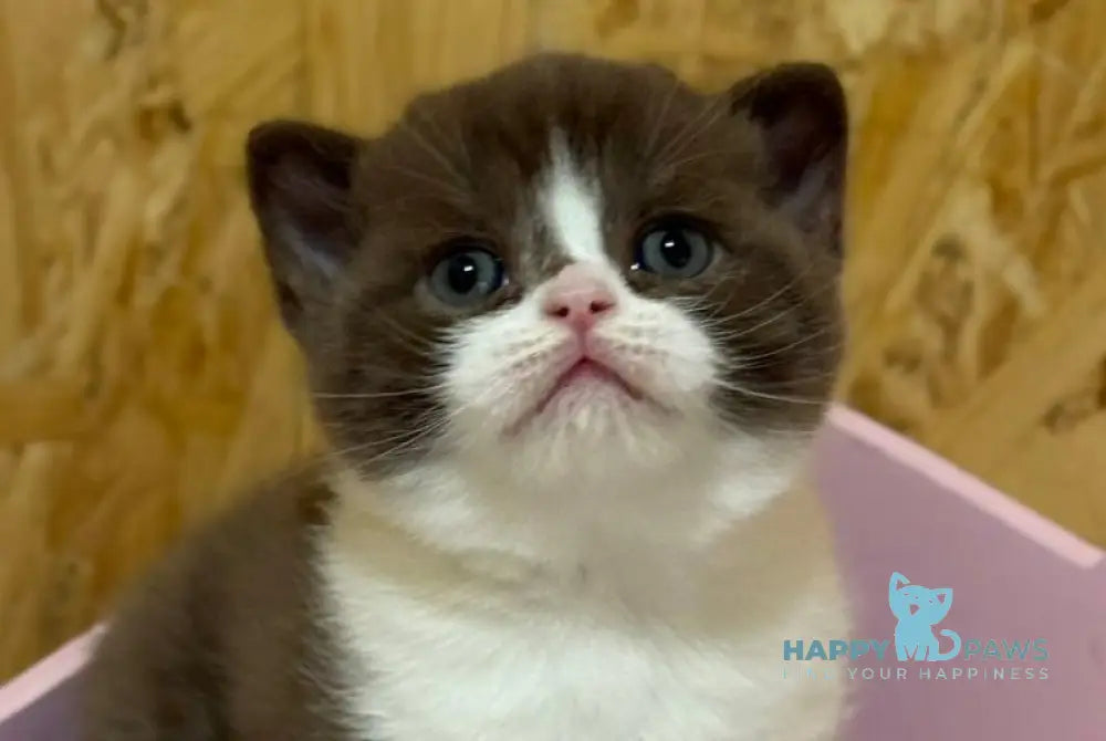 Forbes British Shorthair male chocolate bicolour live animals