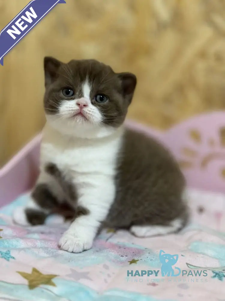 Forbes British Shorthair male chocolate bicolour live animals