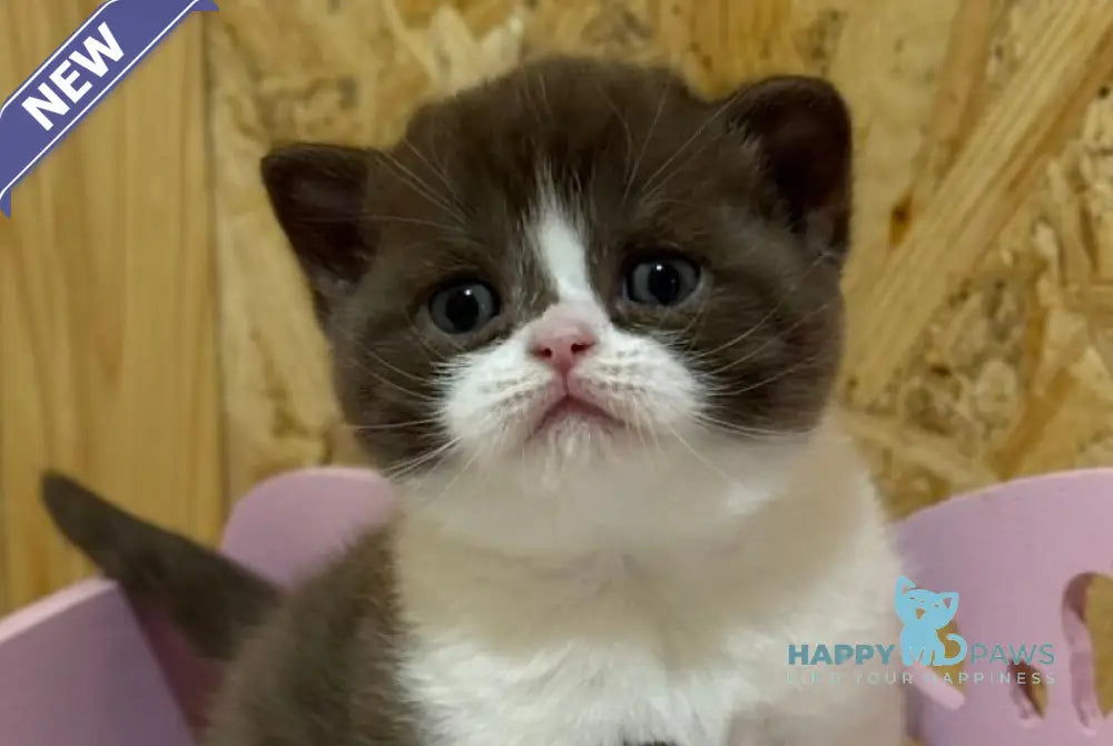 Forbes British Shorthair male chocolate bicolour live animals