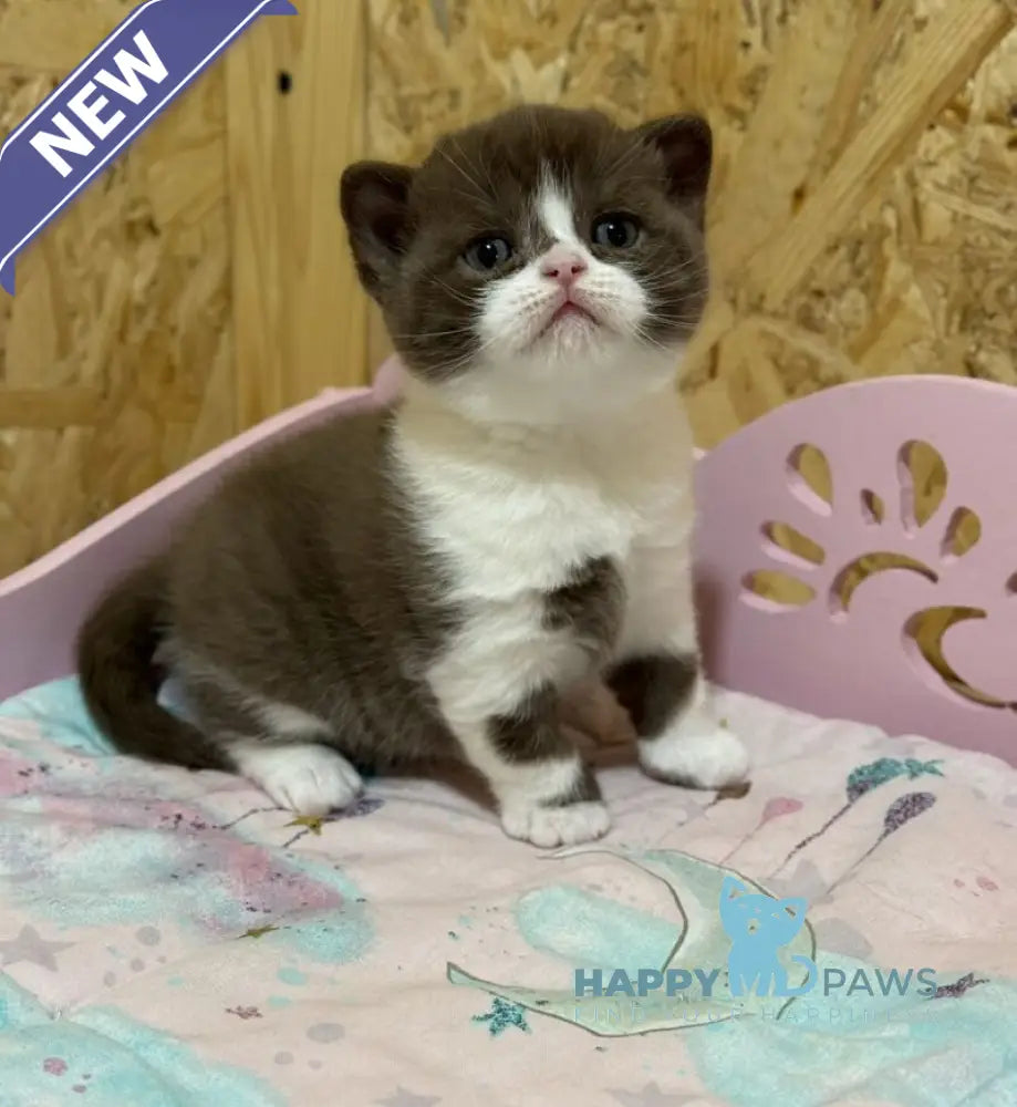 Forbes British Shorthair male chocolate bicolour live animals