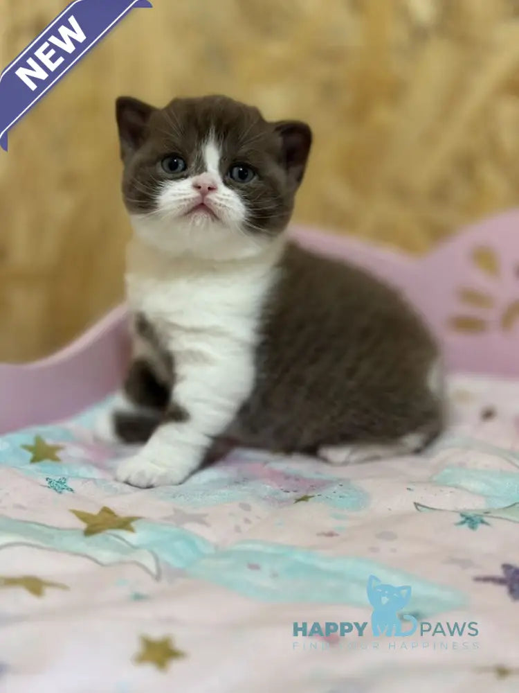 Forbes British Shorthair male chocolate bicolour live animals