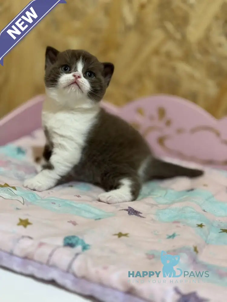 Forbes British Shorthair male chocolate bicolour live animals