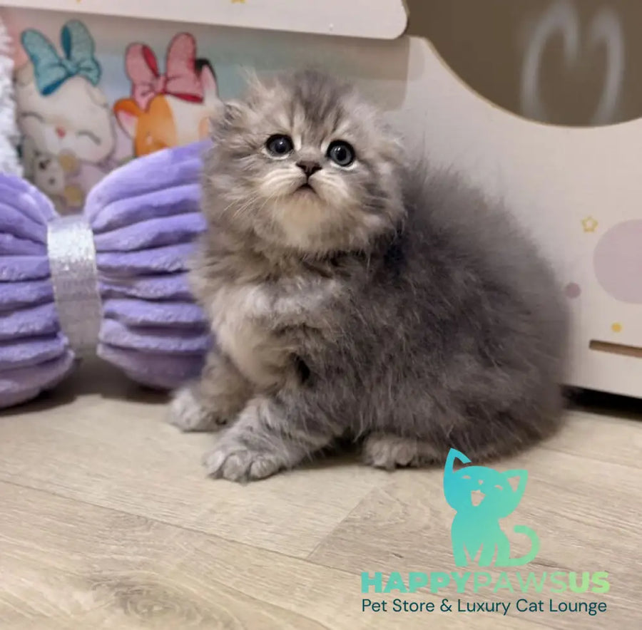 Forbes Scottish Fold male blue tabby - live animals