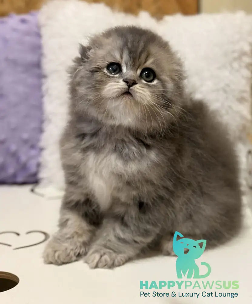 Forbes Scottish Fold male blue tabby - live animals