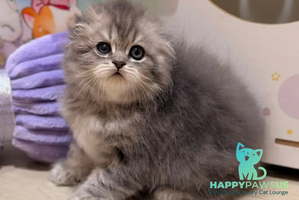 Forbes Scottish Fold male blue tabby - live animals