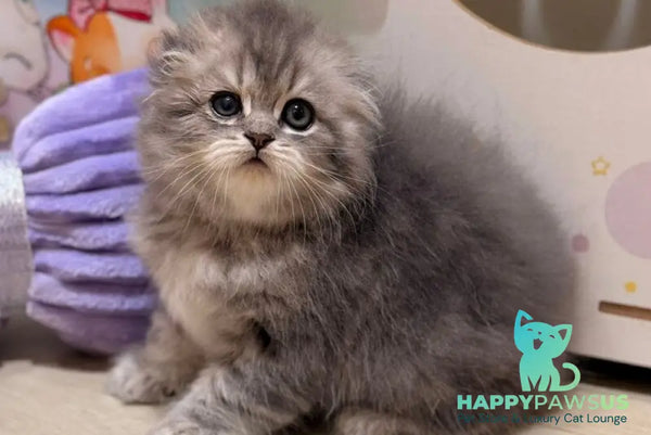 Forbes Scottish Fold male blue tabby - live animals