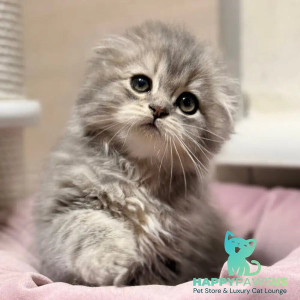 Forbes Scottish Fold male blue tabby - live animals