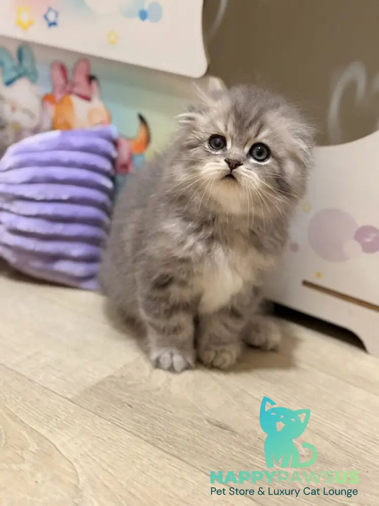 Forbes Scottish Fold male blue tabby - live animals