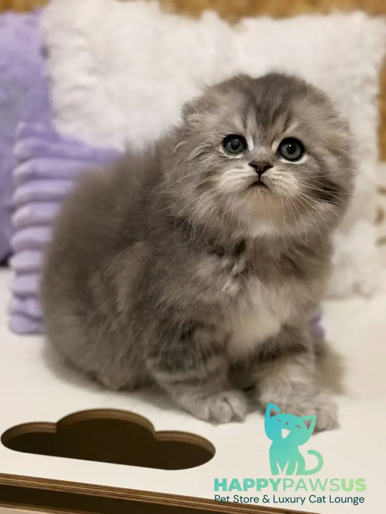 Forbes Scottish Fold male blue tabby - live animals