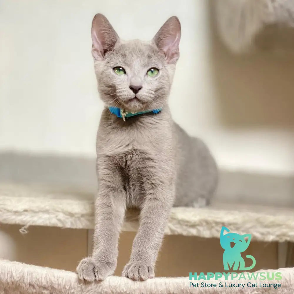 Ford Russian Blue male blue - live animals