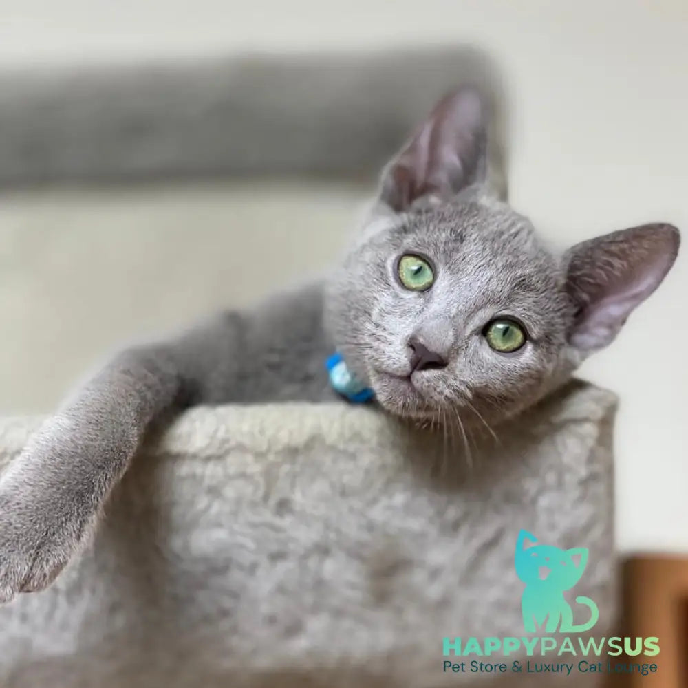 Ford Russian Blue male blue - live animals