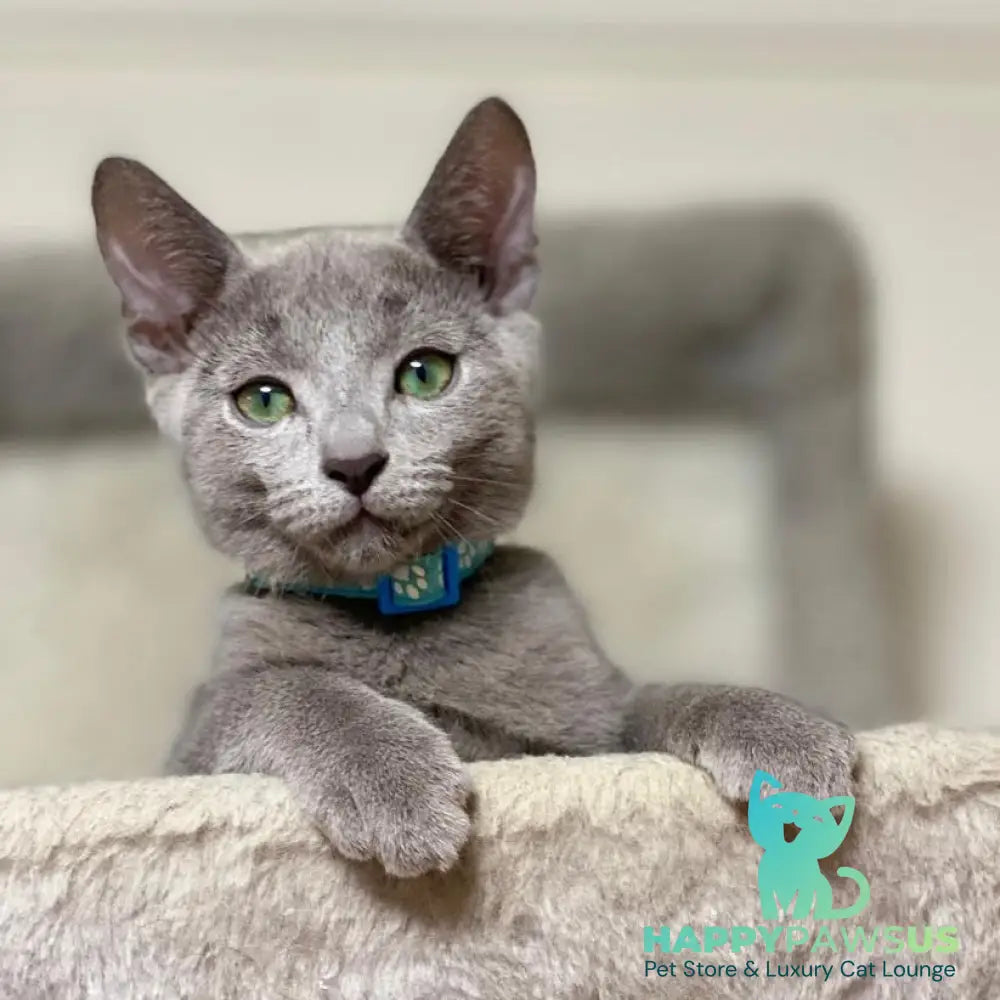 Ford Russian Blue male blue - live animals