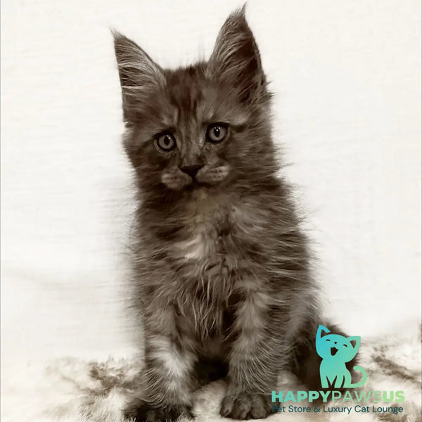 Forensic Maine Coon male black silver - live animals