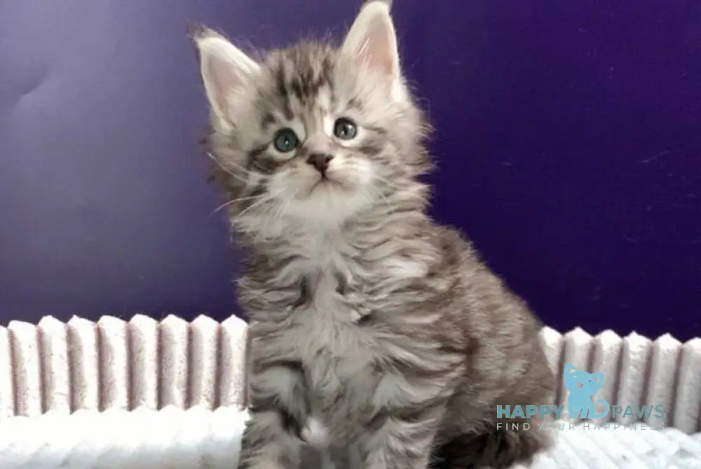 Forest Maine Coon male black silver spotted tabby