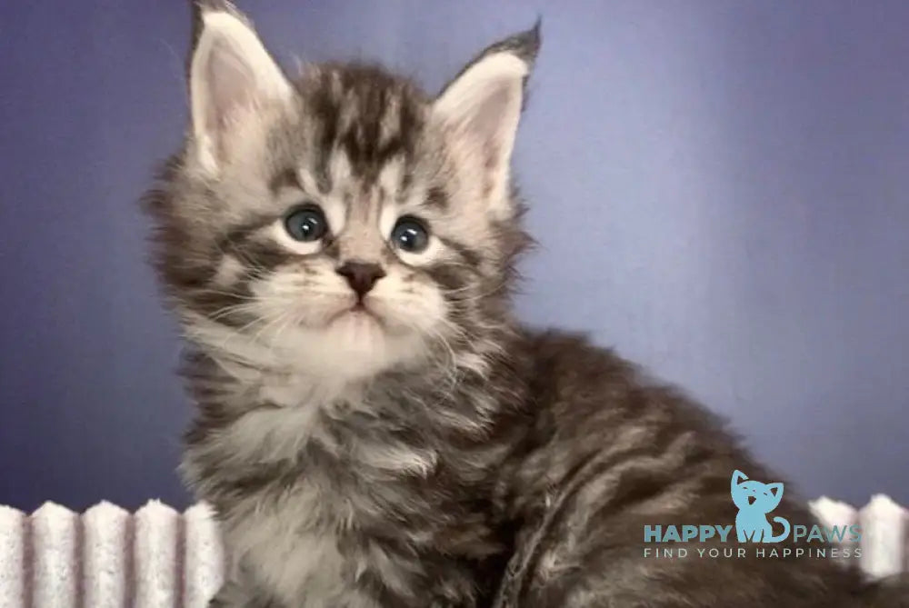 Forest Maine Coon male black silver spotted tabby
