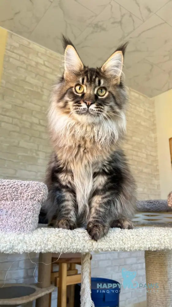 Forest Maine Coon male black spotted tabby live animals