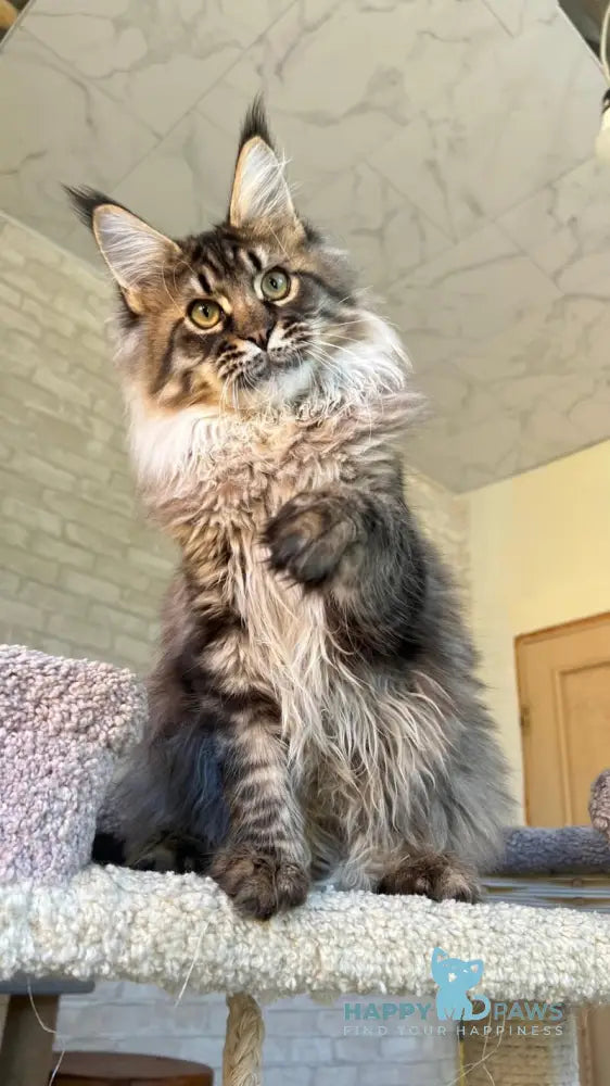 Forest Maine Coon male black spotted tabby live animals